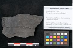 Foto (Objekt + Etikett) von Noeggerathia palmaeformis Goeppert (NHMW-GEO-2024-0188-10732)